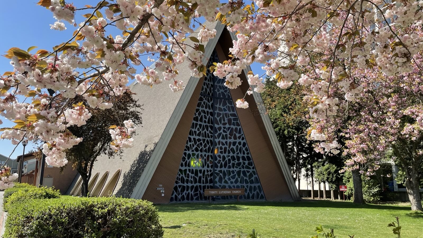 Exterior view of Trinity Lutheran Church in Richmond, BC, featuring its distinct A-frame architecture and floor-to-ceiling stained glass window, framed by blooming pink cherry blossoms.